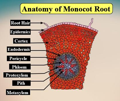 monocot root