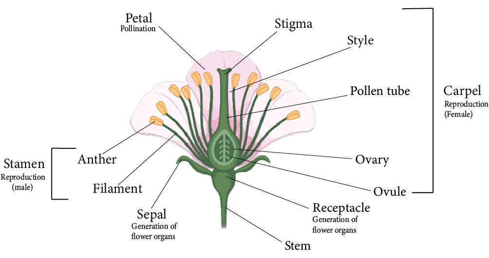 sexual reproduction in flowering plants diagram