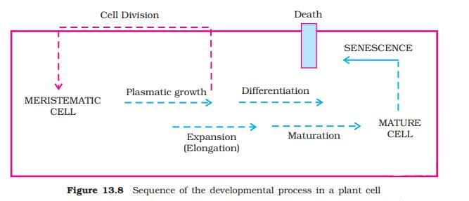 These processes are vital for plant growth