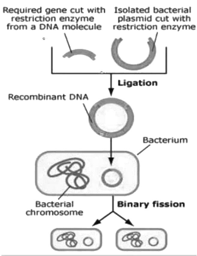 Ligases