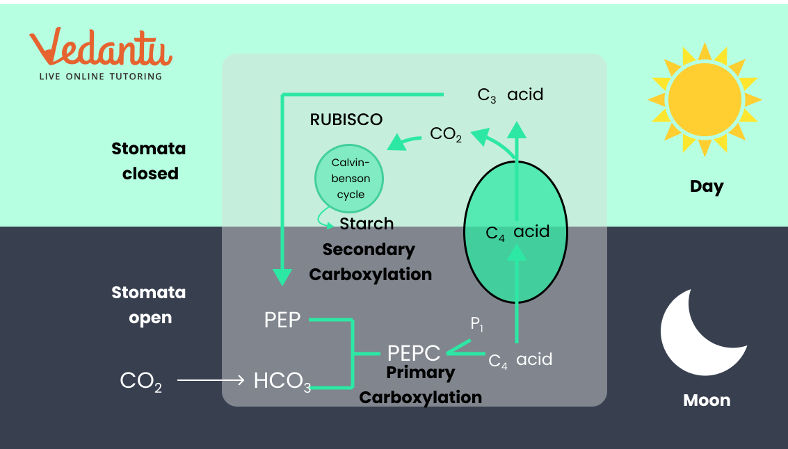 CAM pathway or Crassulacean acid metabolism or Dark acidification