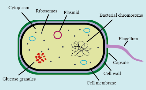 prokaryotic Cell