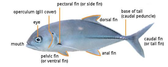 Chondrichthyes