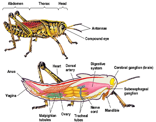 Exoskeleton of Arthropoda