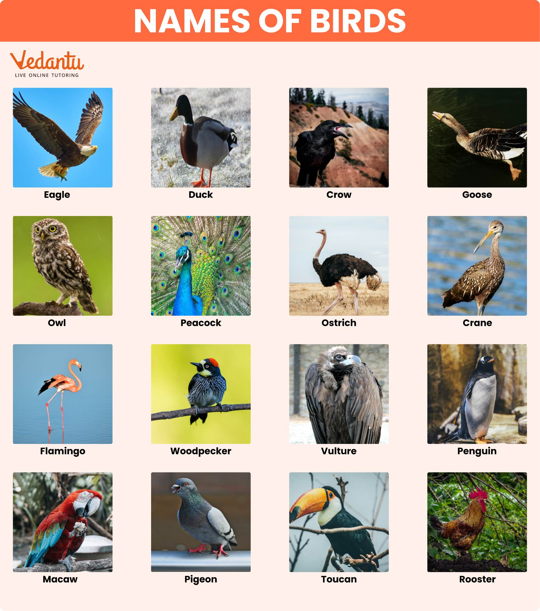 Birds Images With Name