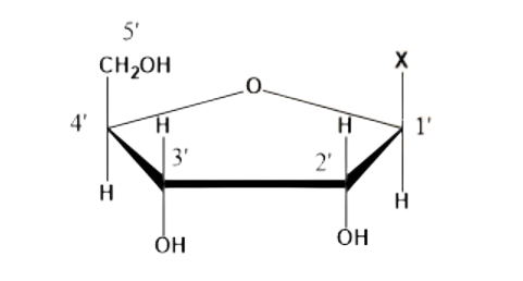 Nucleoside