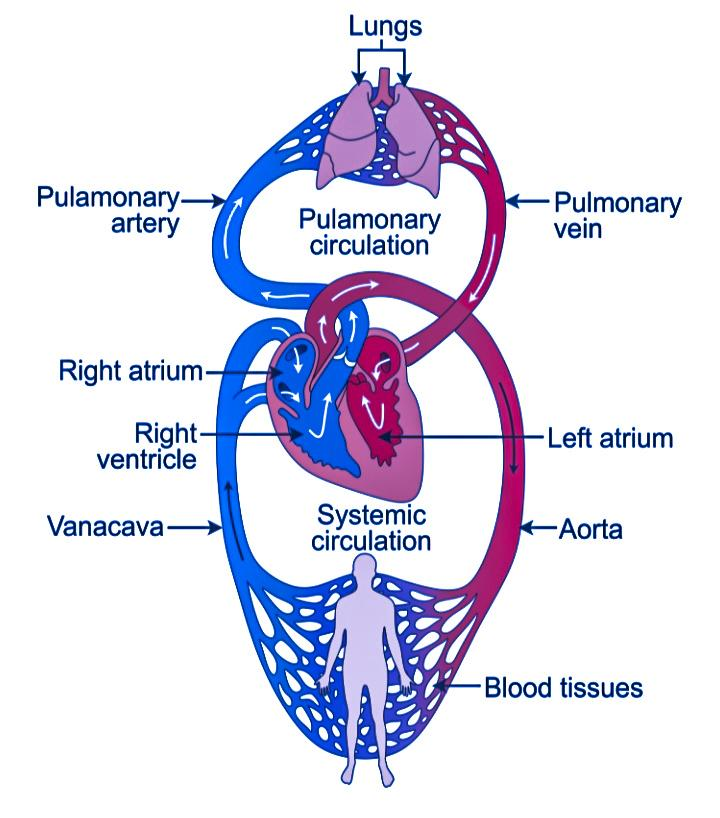 double circulation diagram