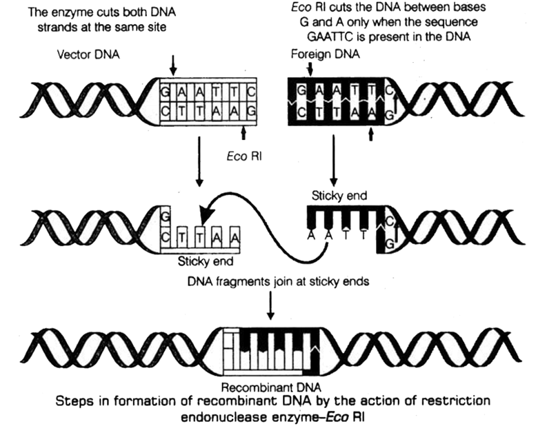 Endonucleases