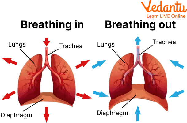 Human Respiratory System - Diagram, Features, Parts and Functions