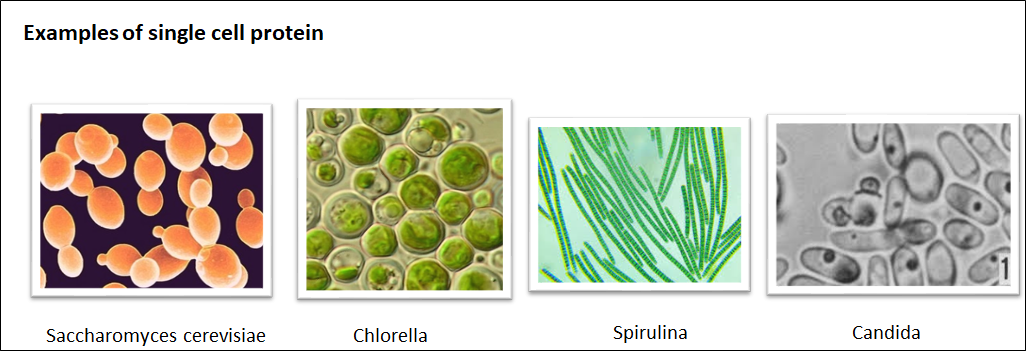 single cell protein example