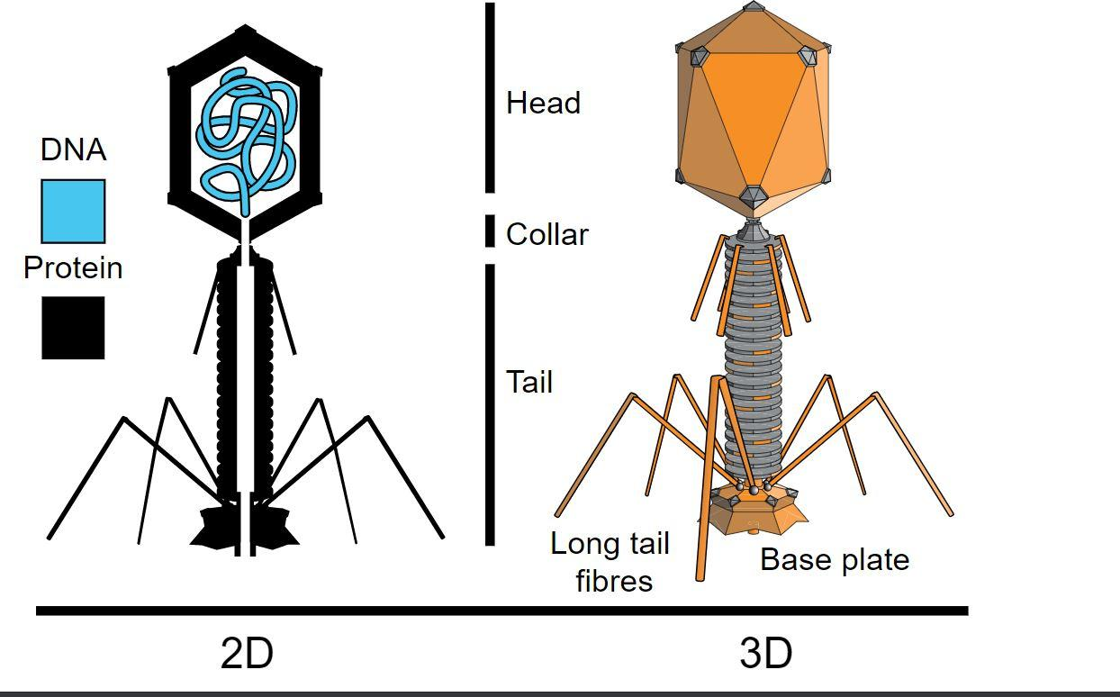 Bacteriophage Structure