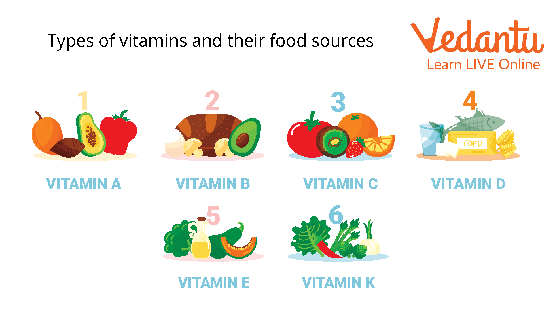 facts-about-vitamins-and-minerals-learn-important-terms-and-concepts