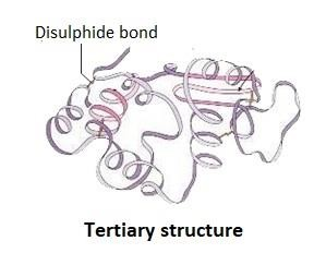 The tertiary structure of proteins