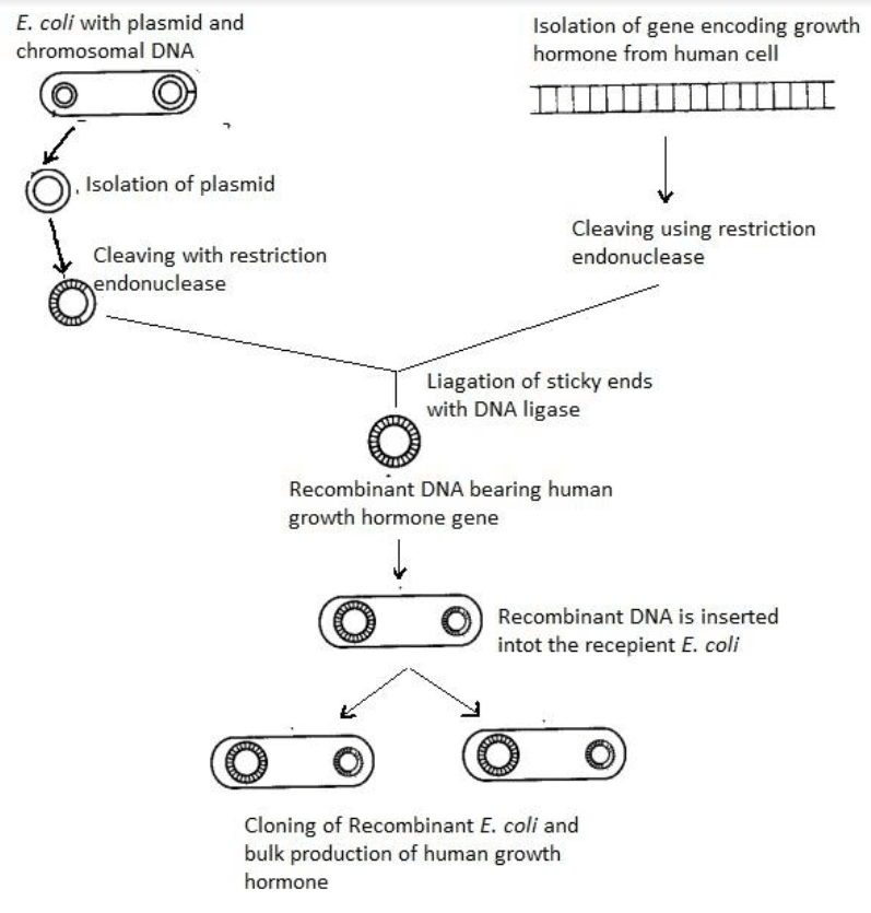 Human Growth Hormone Gene in E. Coli