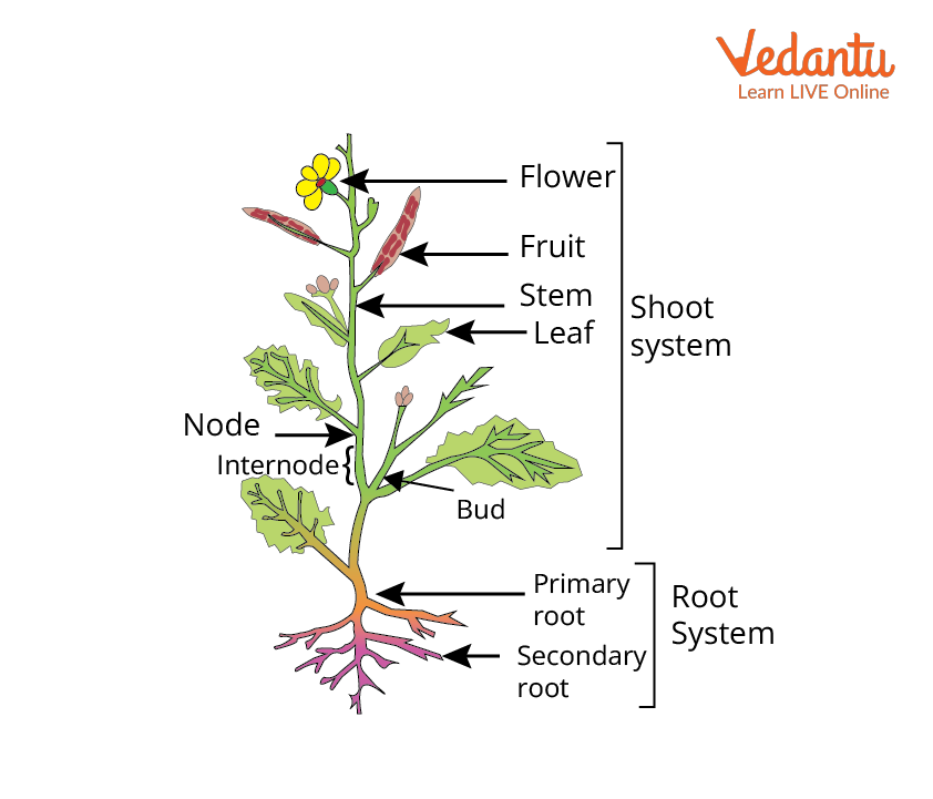 morphology of flowering plants - Diagram