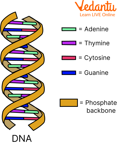 DNA Double Helix Structure