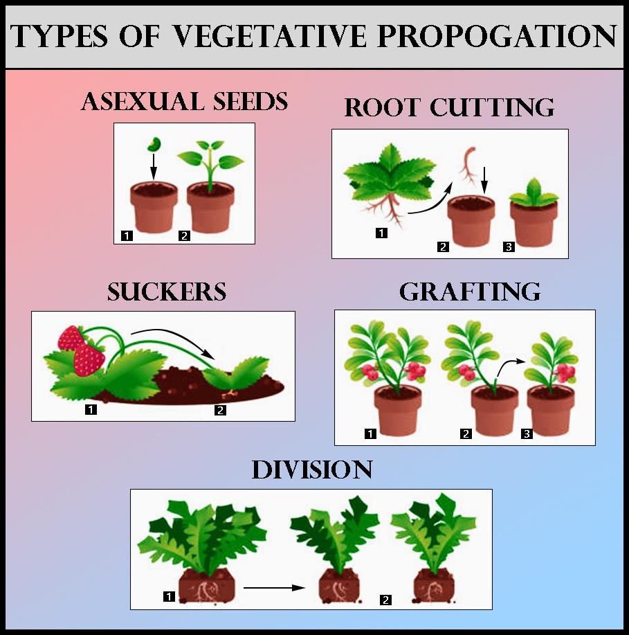 types of vegetative propagation