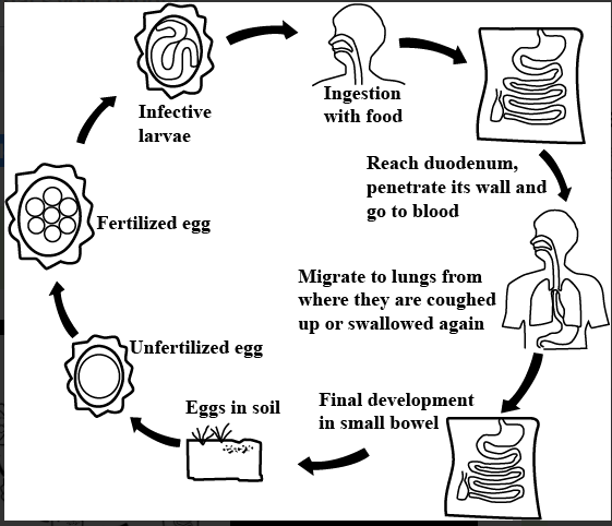 Structure of Ascaris lumbricoides