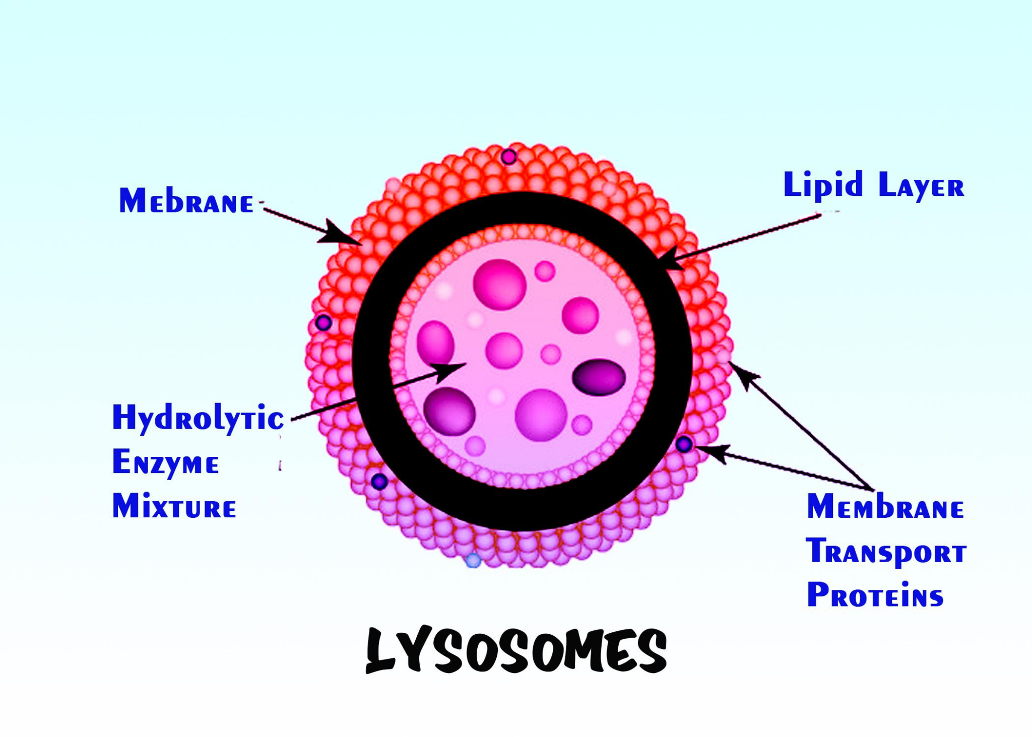 lysosome diagram