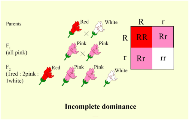 incomplete dominance example