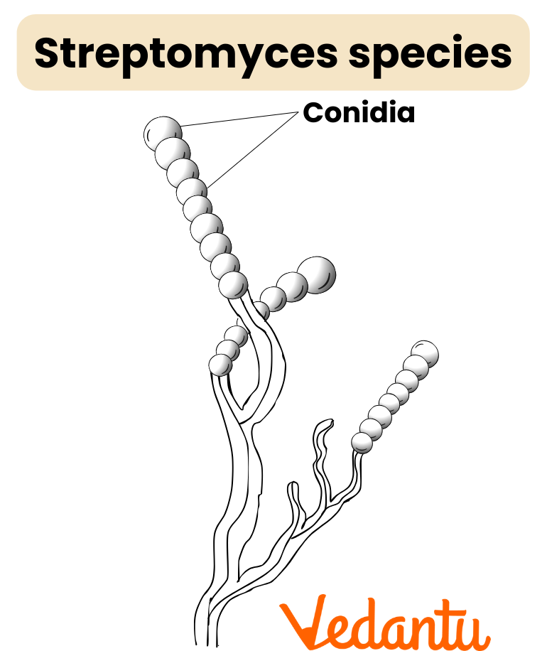 Streptomyces species