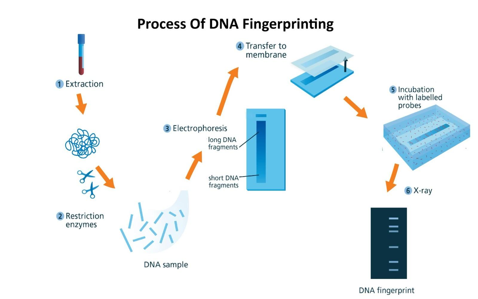 DNA fingerprinting diagram.