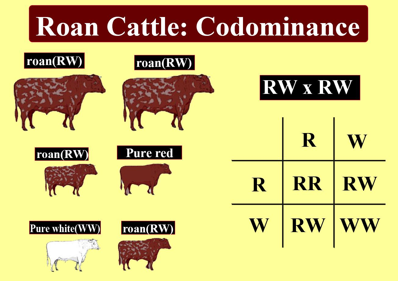 Co dominance example