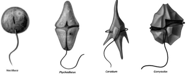 Dinoflagellates