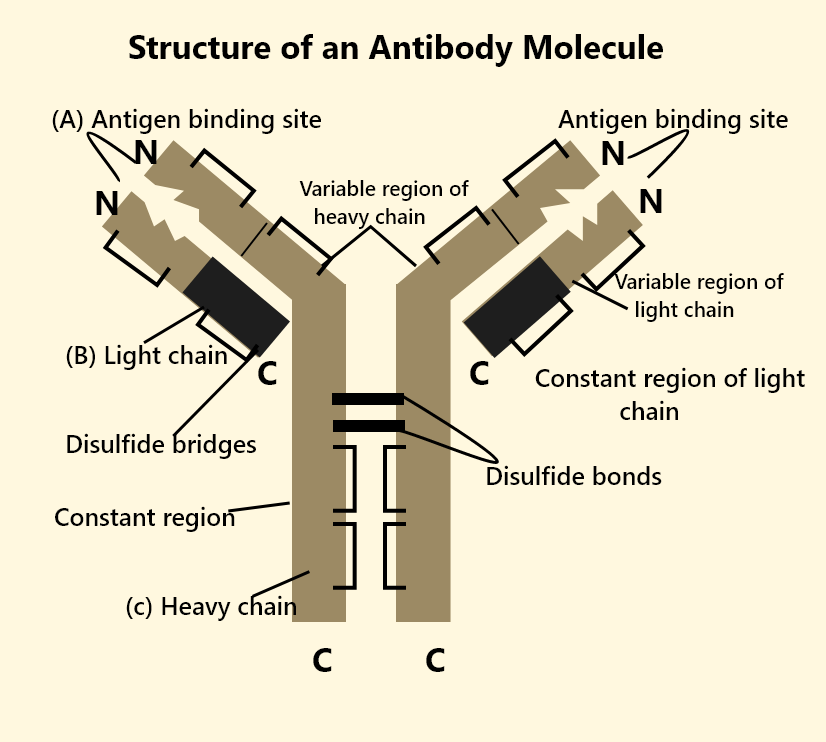 structure of antibody molecule