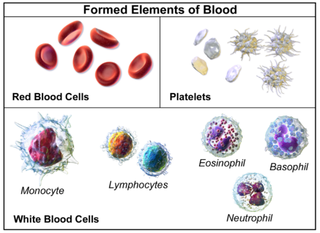 Formed Elements of Blood