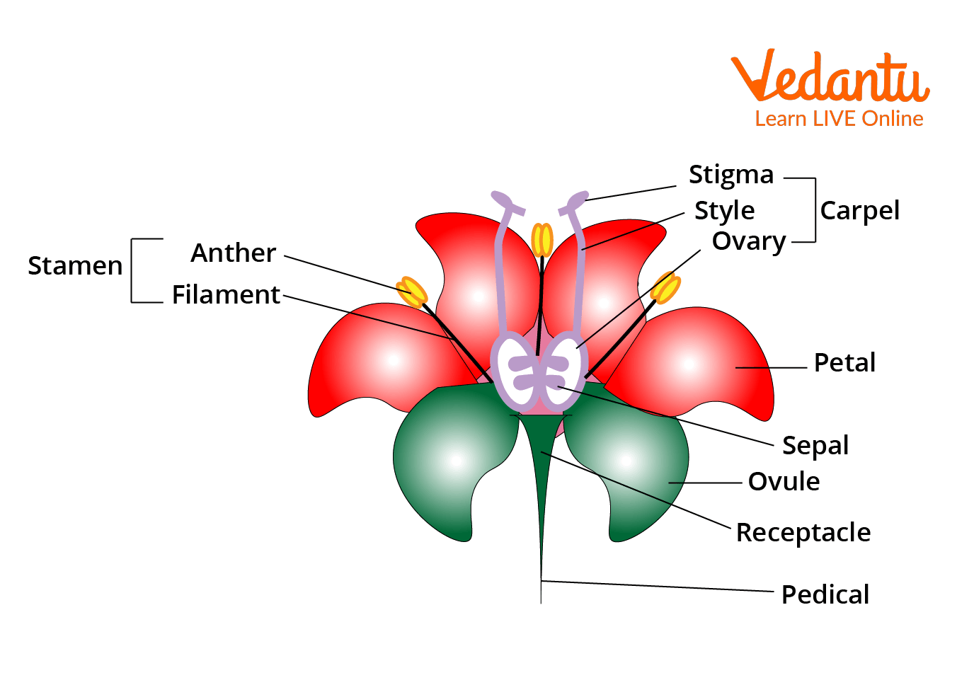 Pedicel Plant Introduction Functions And Examples