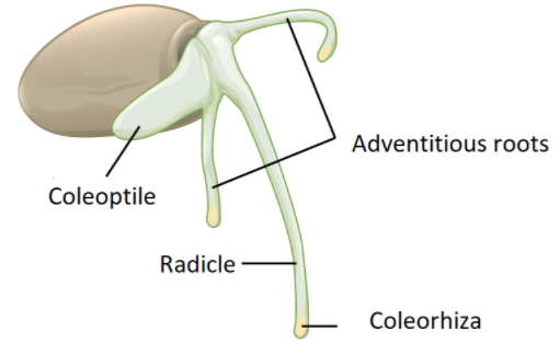 Structure Of Monocotyledonous Seed