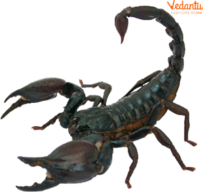 Scorpion