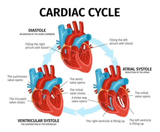 Cardiac Cycle Diagram