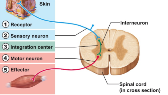 reflex action diagram