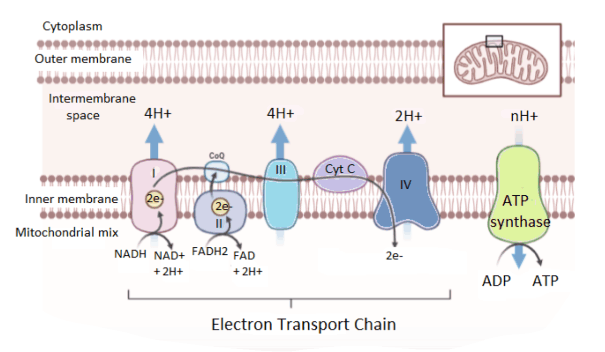 Electron Transport System