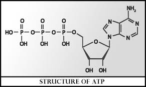 Structure of ATP Molecule