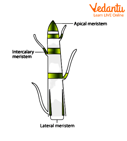 meristematic tissue diagram