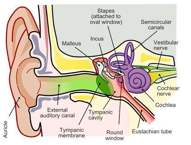 human ear diagram labelled