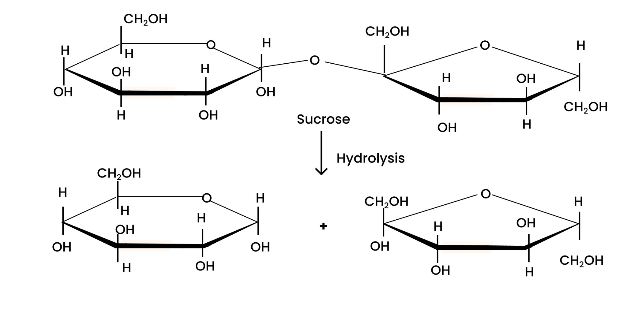 Hydrolysis products of sucrose