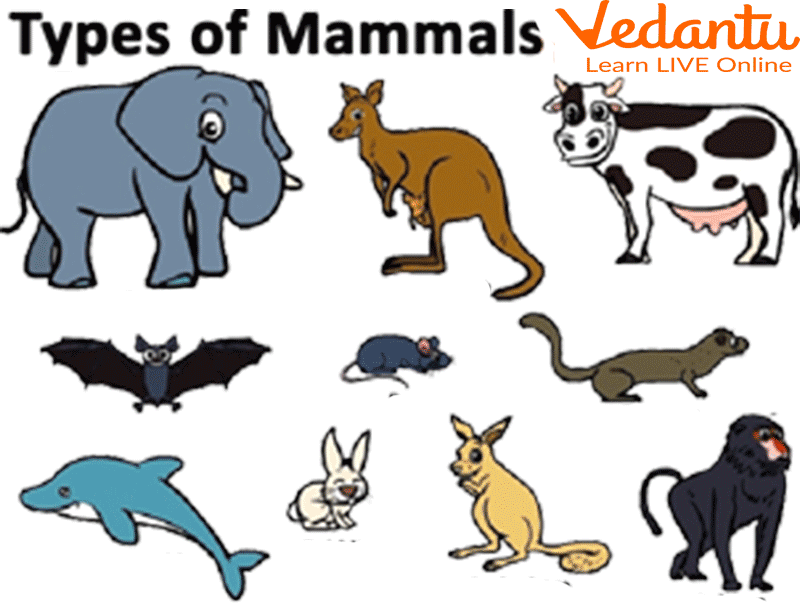 types of mammals