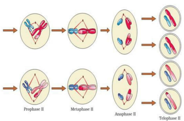 Stages of meiosis II