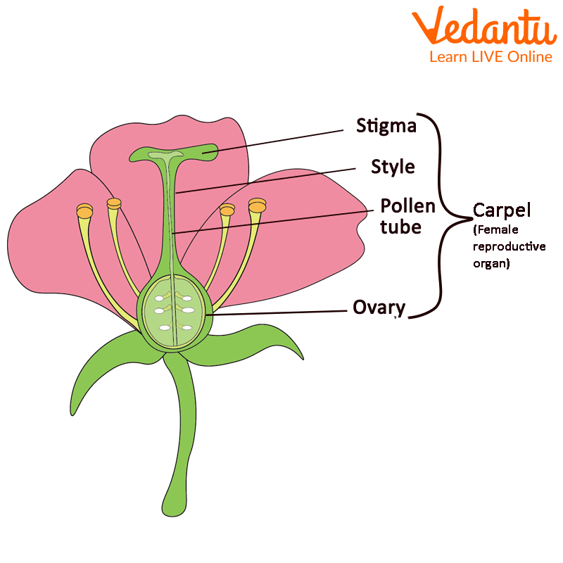 Pistil Middle Part Of The Flower Learn Important Terms And Concepts