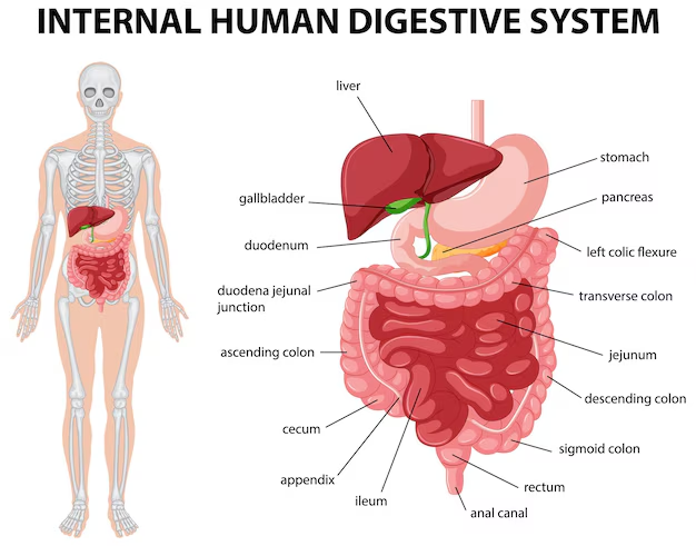 Human Digestive System