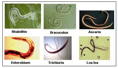 Examples of Aschelminthes