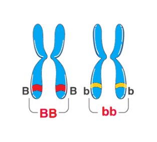 Homozygous