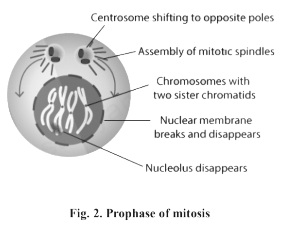 Prophase of Mitosis