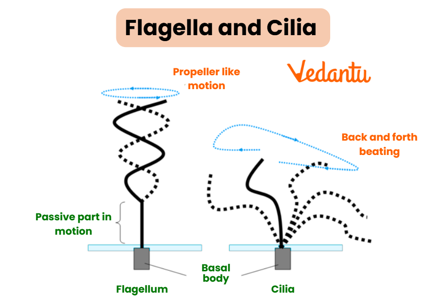 Flagella and Cilia