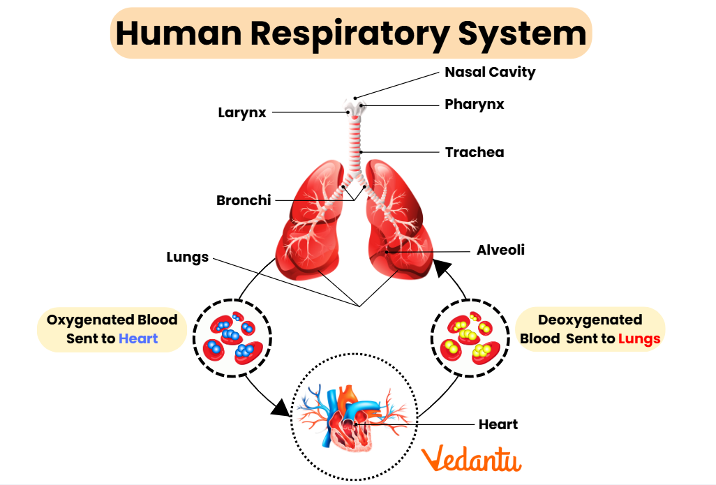 Simple Respiratory System Diagram