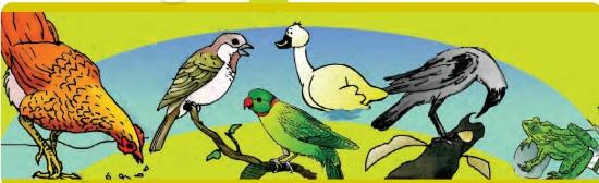 Picture of Sparrow, duck, parrot, crow, hen, frog